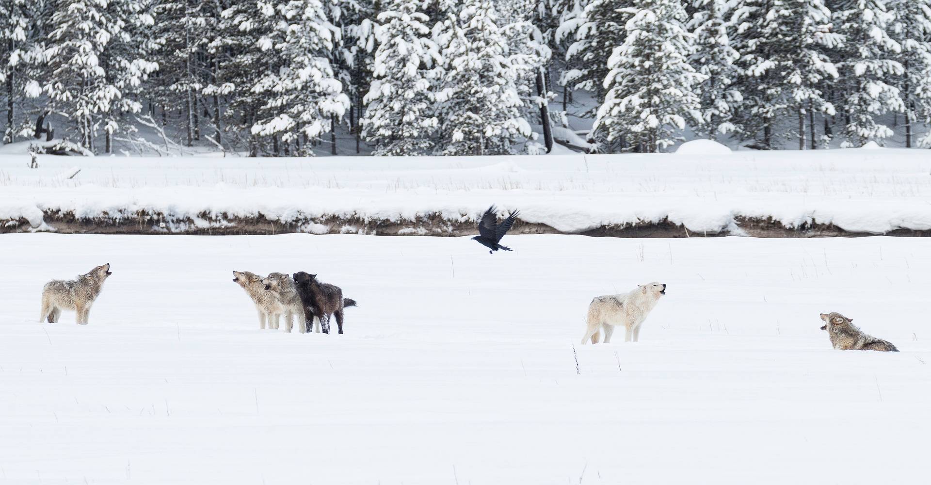 Yellowstone Wolvenreis