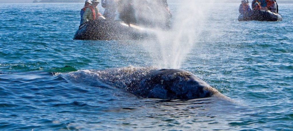 Grijze walvissen, National Geographic Venture