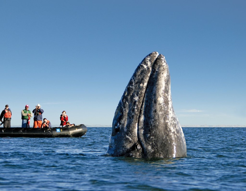 Grijze walvissen cruise Baja California, National Geographic Venture