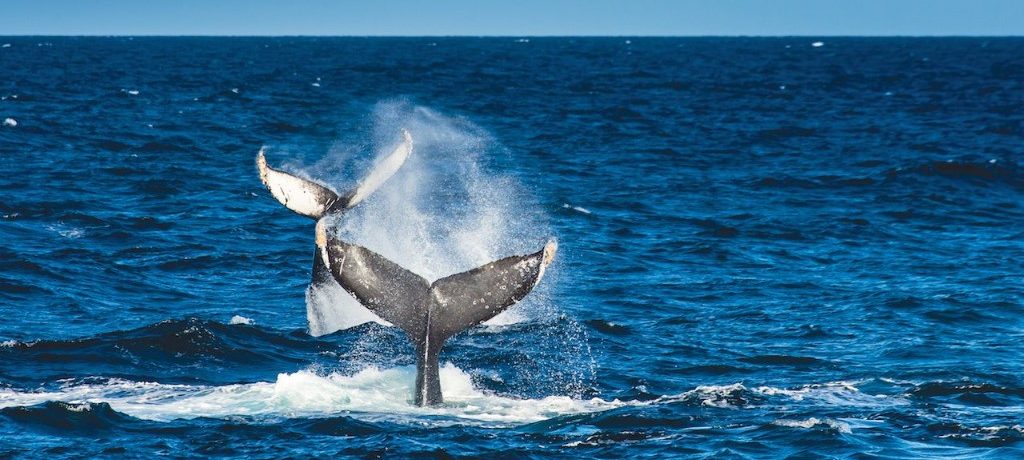 Walvissen spotten, National Geographic Venture