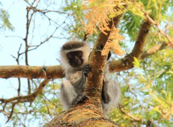 Kibale Forest