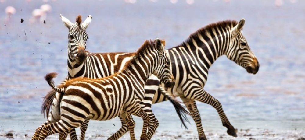 Ndutu Lake serengeti