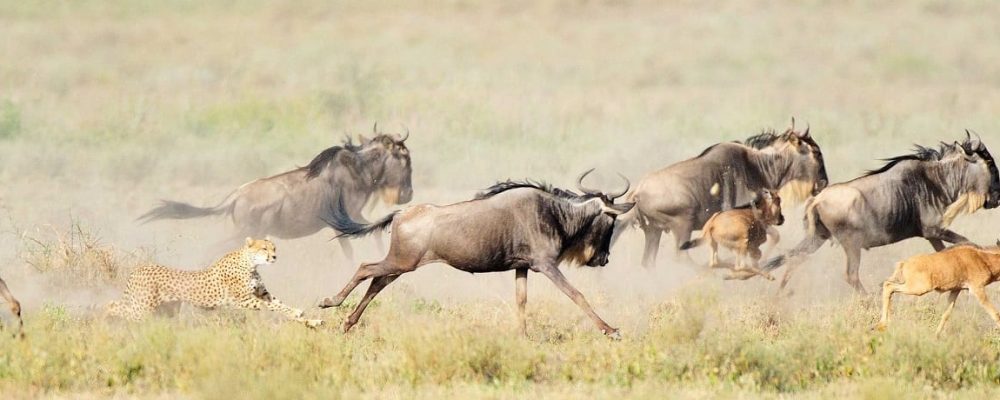 Nationale parken van Tanzania bezienswaardigheden