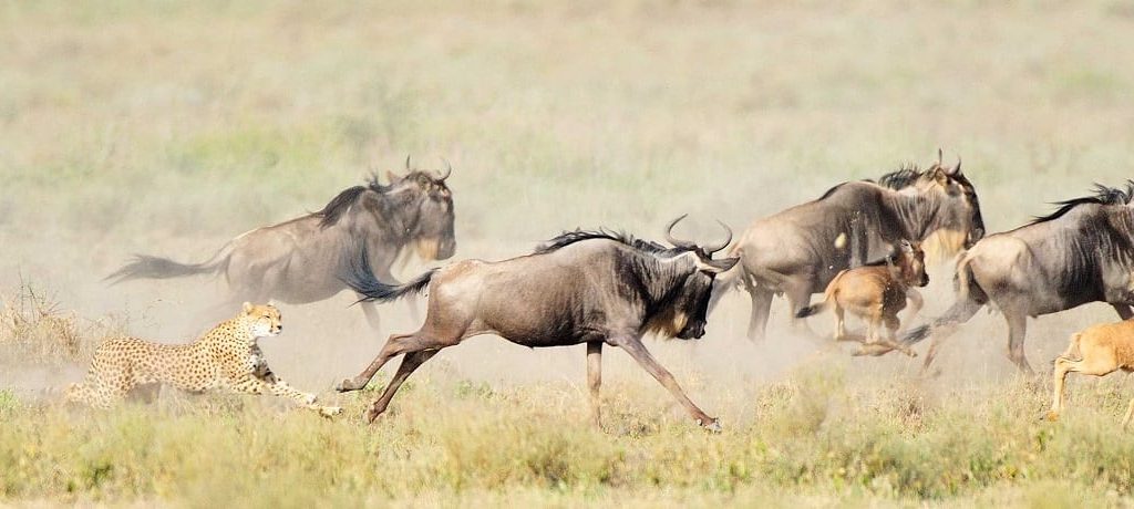 Nationale parken van Tanzania bezienswaardigheden
