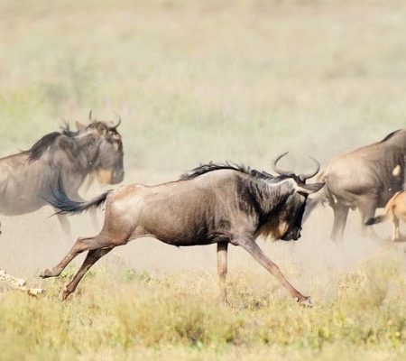 Nationale parken van Tanzania bezienswaardigheden