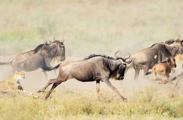 Nationale parken van Tanzania bezienswaardigheden