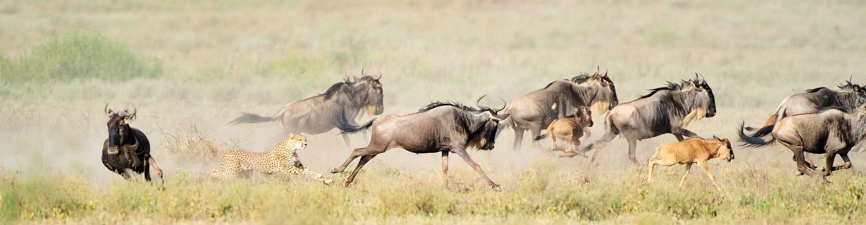 Nationale parken van Tanzania bezienswaardigheden