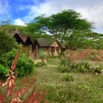 Ndutu Safari Lodge