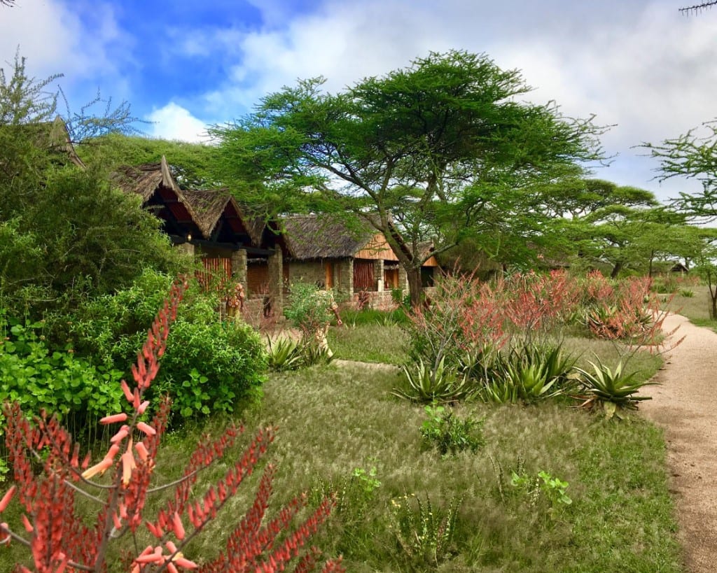 Ndutu Safari Lodge