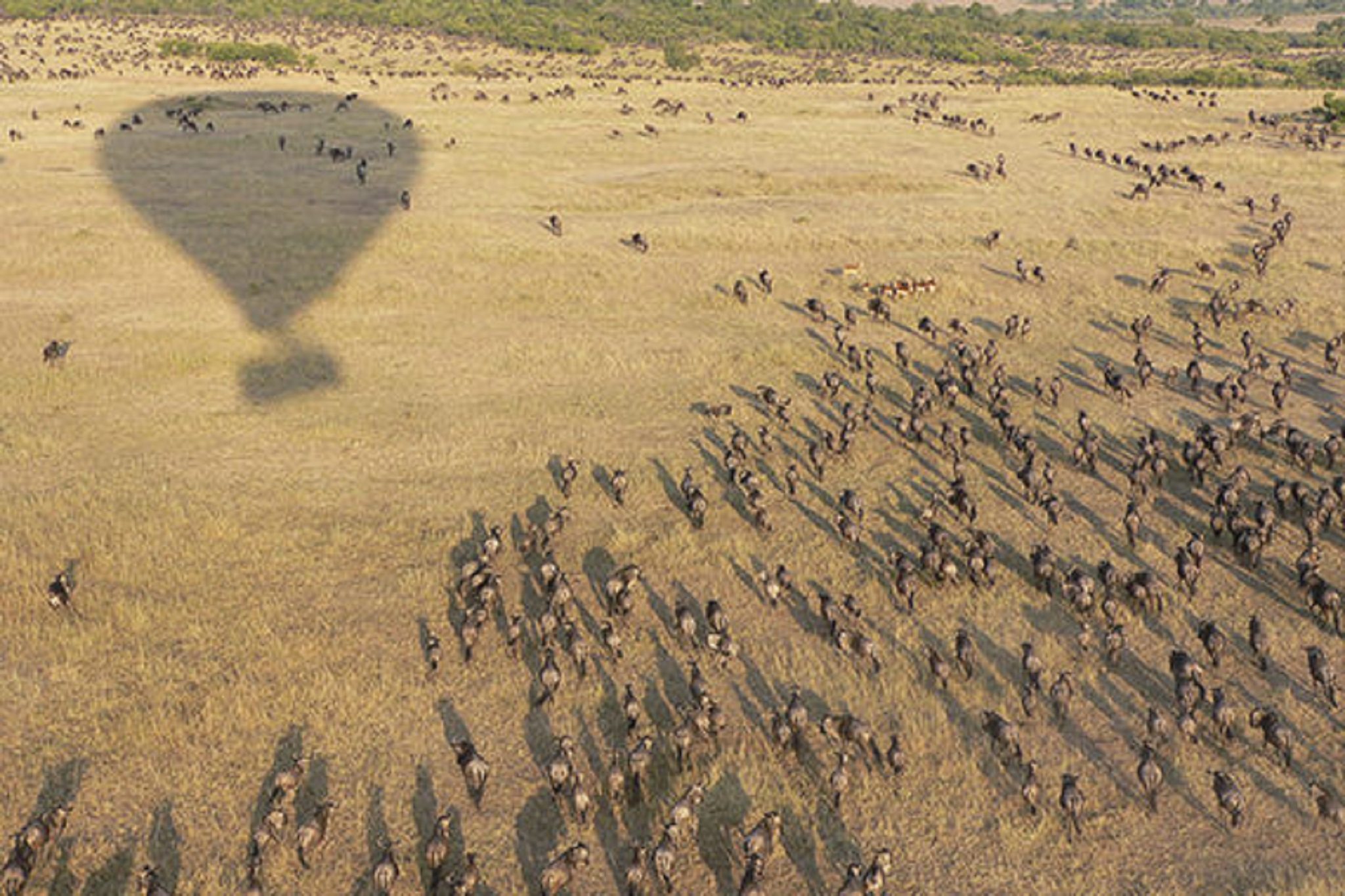 Ndutu Under Canvas