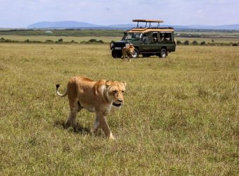 Game drive Mara