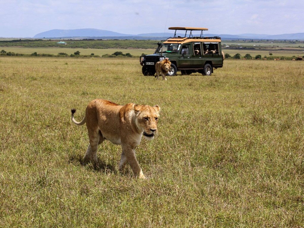 Game drive Mara