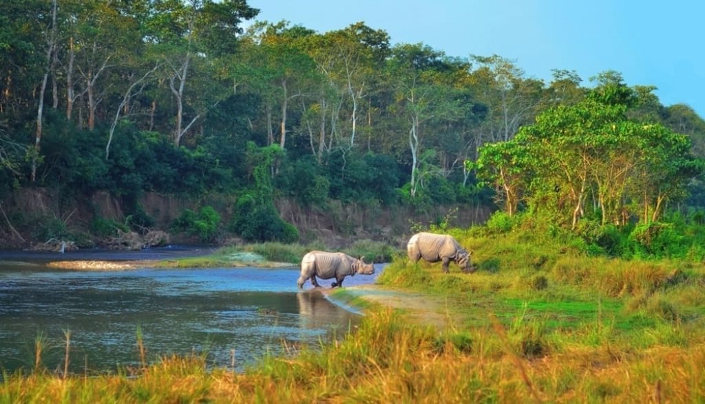 Neushoorn. Luxe rondreis Nepal hoogtepunten