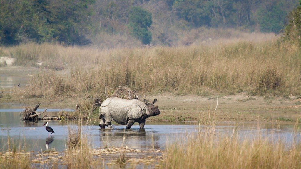 Neushoorn