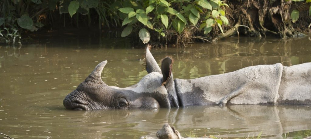 Neushoorn, Nepal - Shutterstock