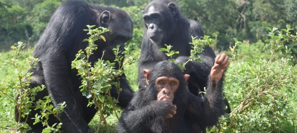 Ngamba Island Tented Camp