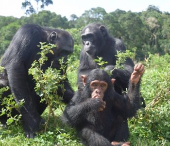 Ngamba Island Tented Camp
