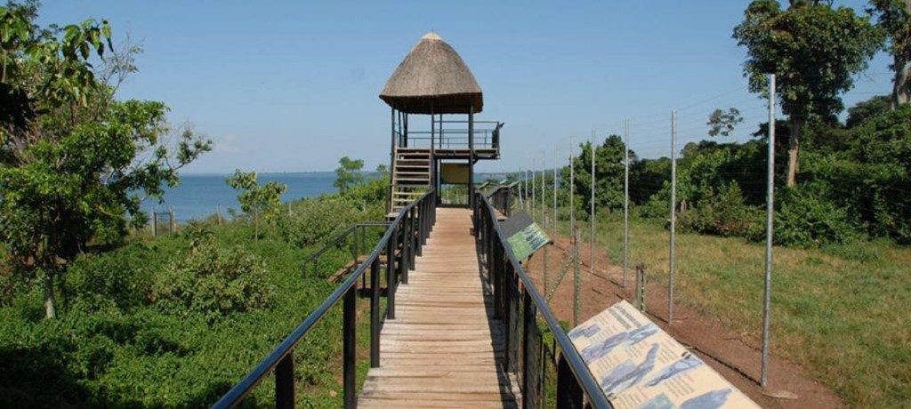 Ngamba Island Tented Camp