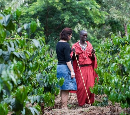 Koffie plantage