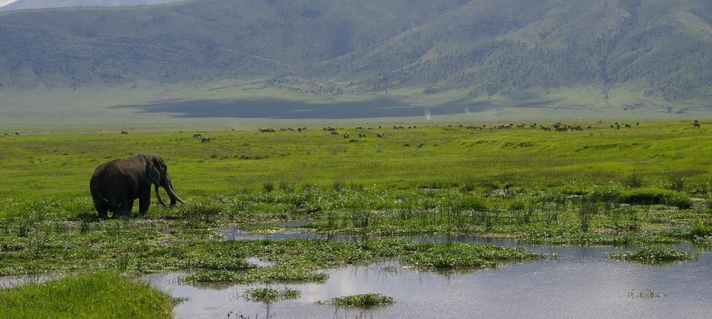 Authentieke reis Tanzania, Ngorongoro