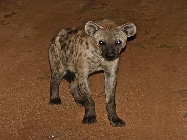 Lake Manyara nachtgame drive