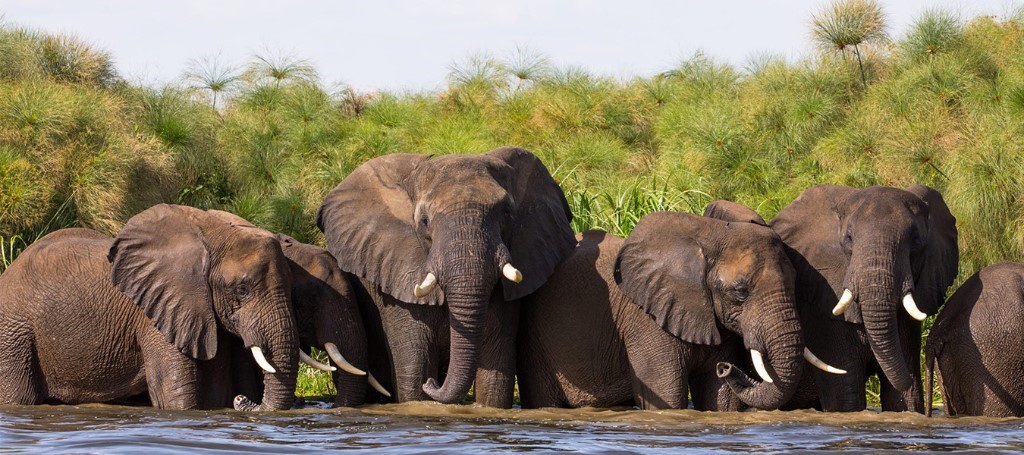 Safari Murchison Falls