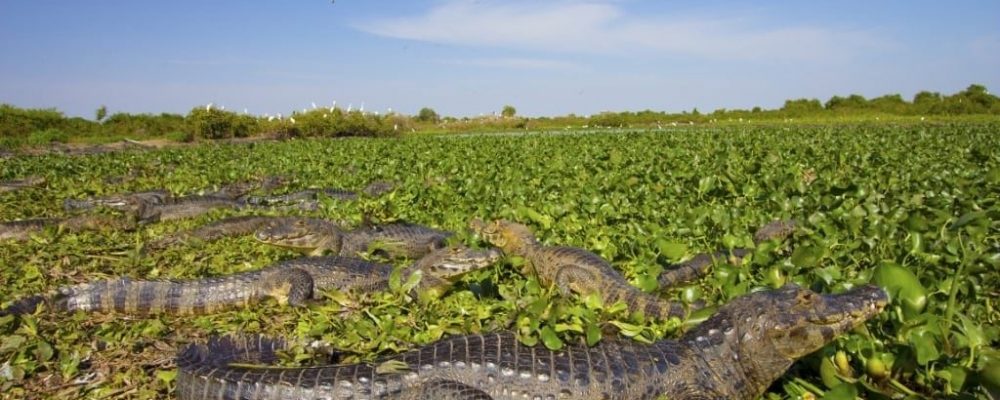 Pantanal reis