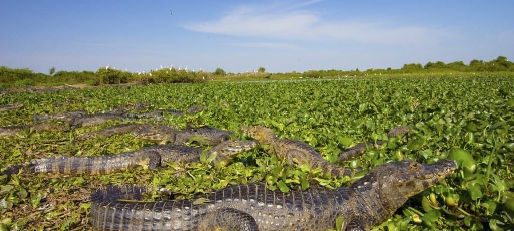 Pantanal reis