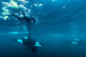 Wildlife reizen in Europa