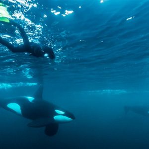 Wildlife reizen in Europa