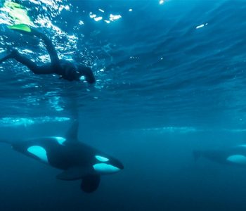 Wildlife reizen in Europa