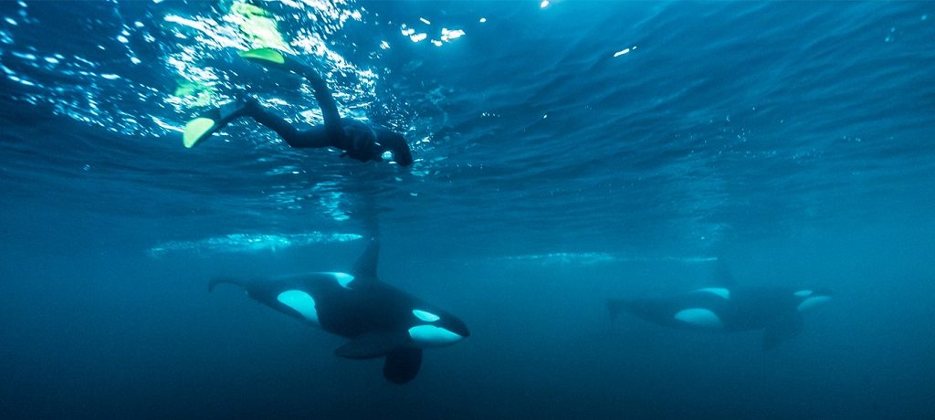 Zwemmen met orkas in Noorwegen orka