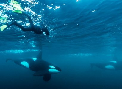 Zwemmen met orkas in Noorwegen orka