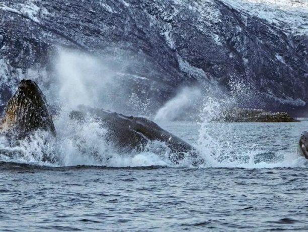 Noorse Fjorden, walvissen spotten Noorwegen