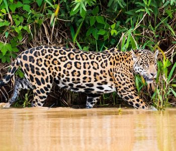 Jaguar, North Pantanal, Brazilië - Shutterstock North Pantanal