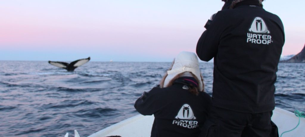 Snorkelen met orka's in Noorwegen, Waterproof Expeditions