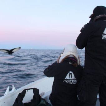 Snorkelen met orka's in Noorwegen, Waterproof Expeditions