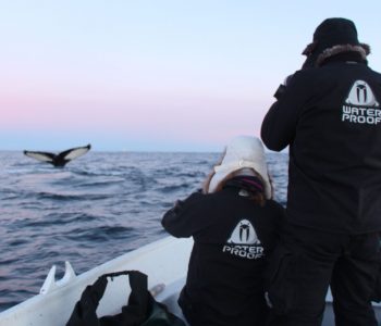 Snorkelen met orka's in Noorwegen, Waterproof Expeditions