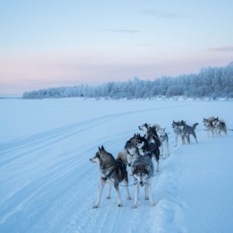 Husky safari
