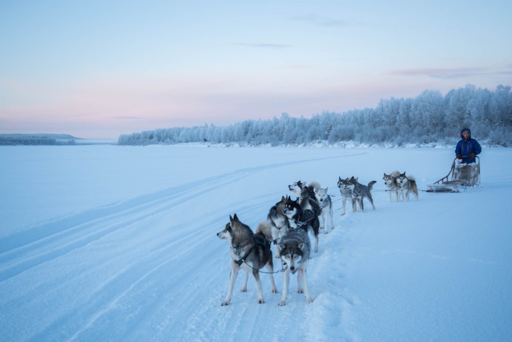 Husky safari