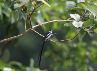 Rondreis Rwanda en Zanzibar