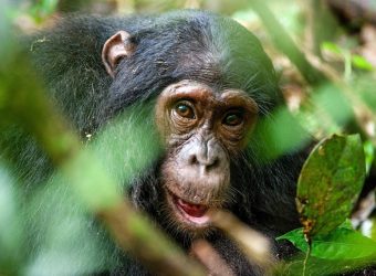 Nyungwe National Park, Rondreis Rwanda en Zanzibar, exclusief