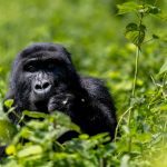 Berggorilla