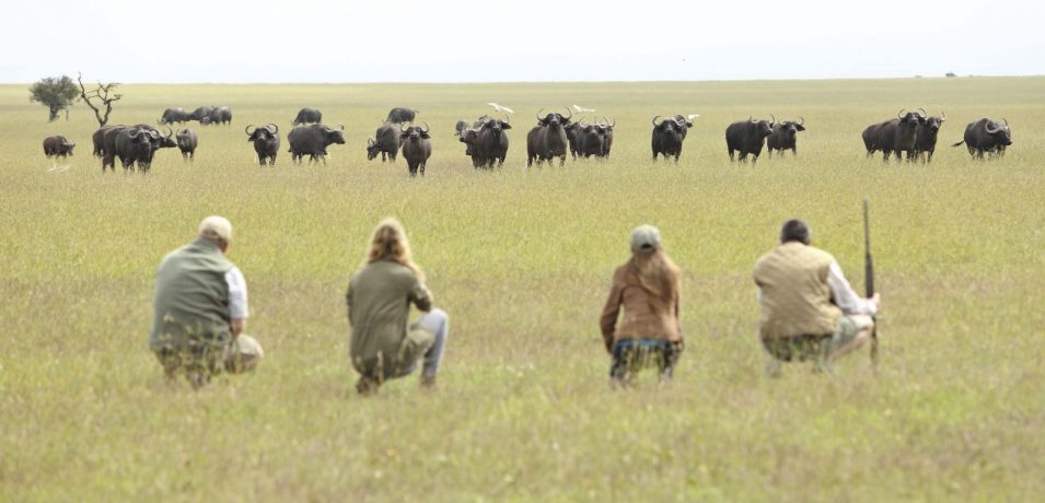 Ol Pejeta Bushcamp