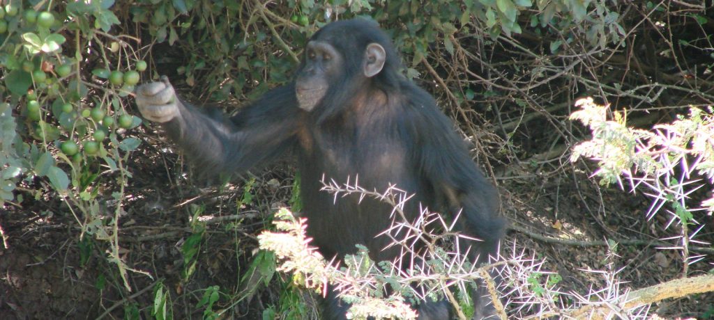 Chimpansee, Sweetwaters, Ol Pejeta Sanctuary, Kenia, Afrika