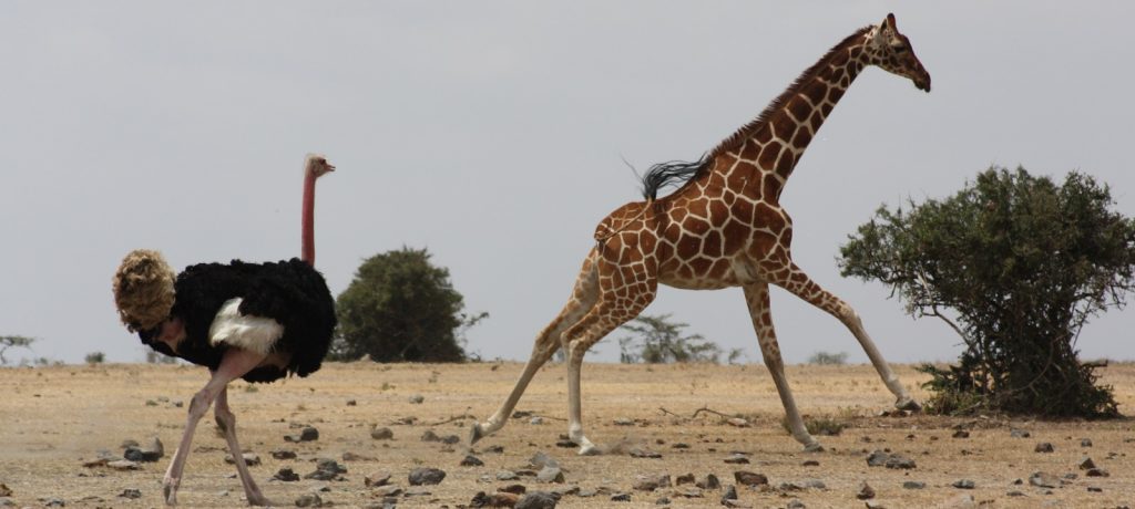 Struisvogel, giraf, Ol Pejeta Sanctuary, Kenia, Afrika