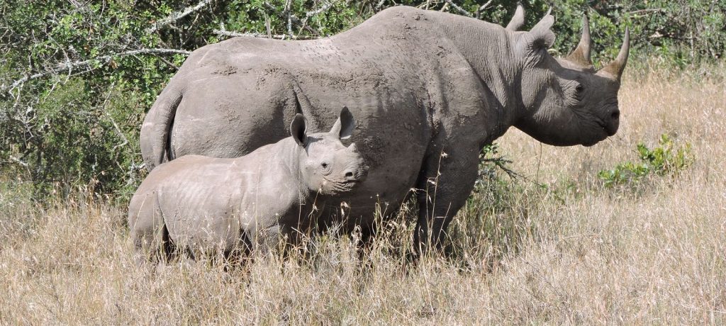 Zwarte neushoorn, Old Pejeta Conservancy, Kenia, Afrika
