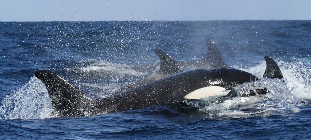 Orka spotten in IJsland, Activiteiten West IJsland, Wildlife spotten in IJsland