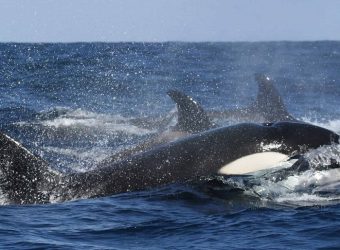 Orka spotten en noorderlicht IJsland