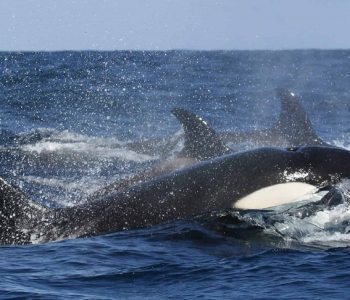 Orka spotten en noorderlicht IJsland